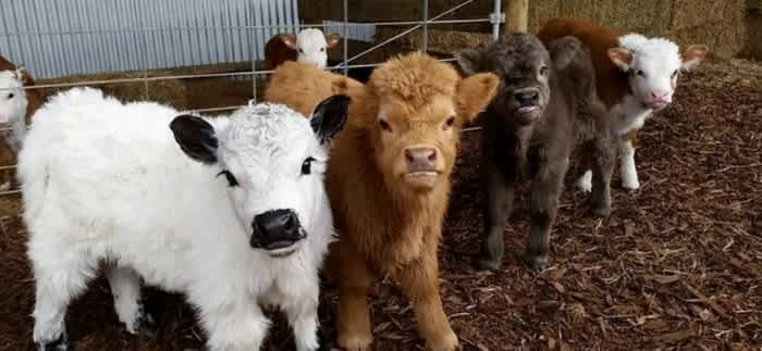 multicolored-mini-highland